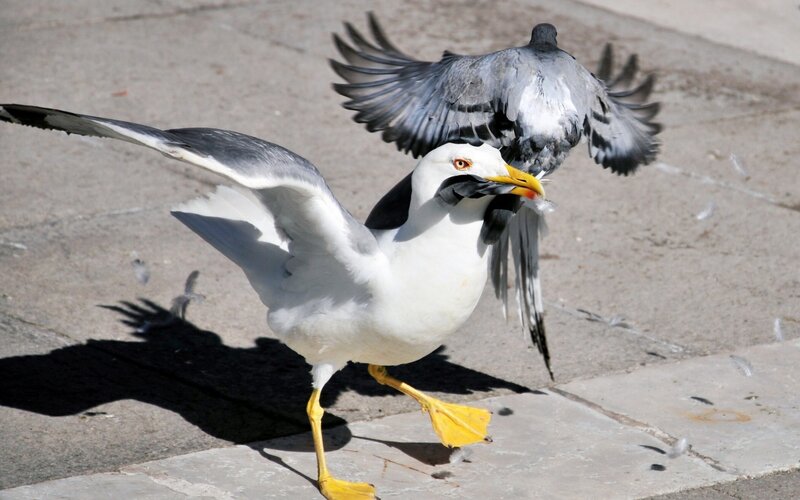 Seagull Attacking Pigeon