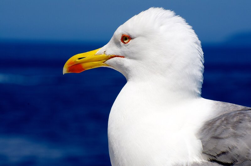 Seagull by the ocean