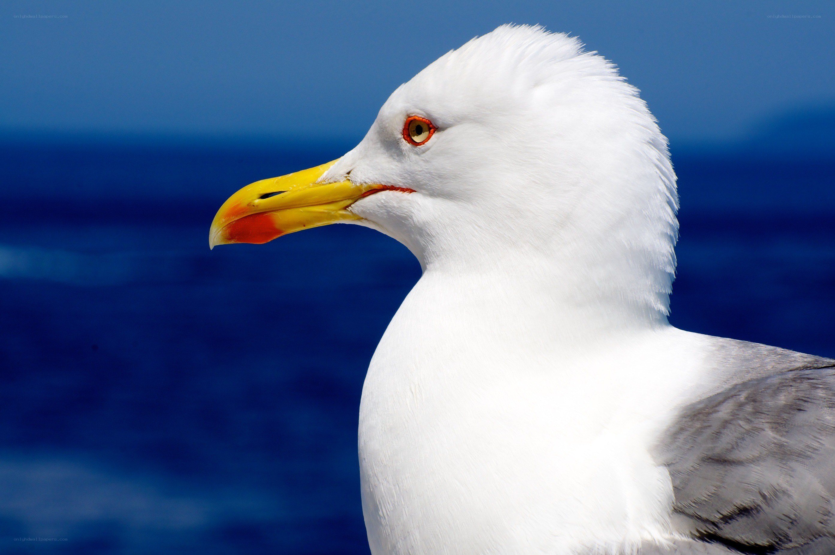 Seagull by the ocean