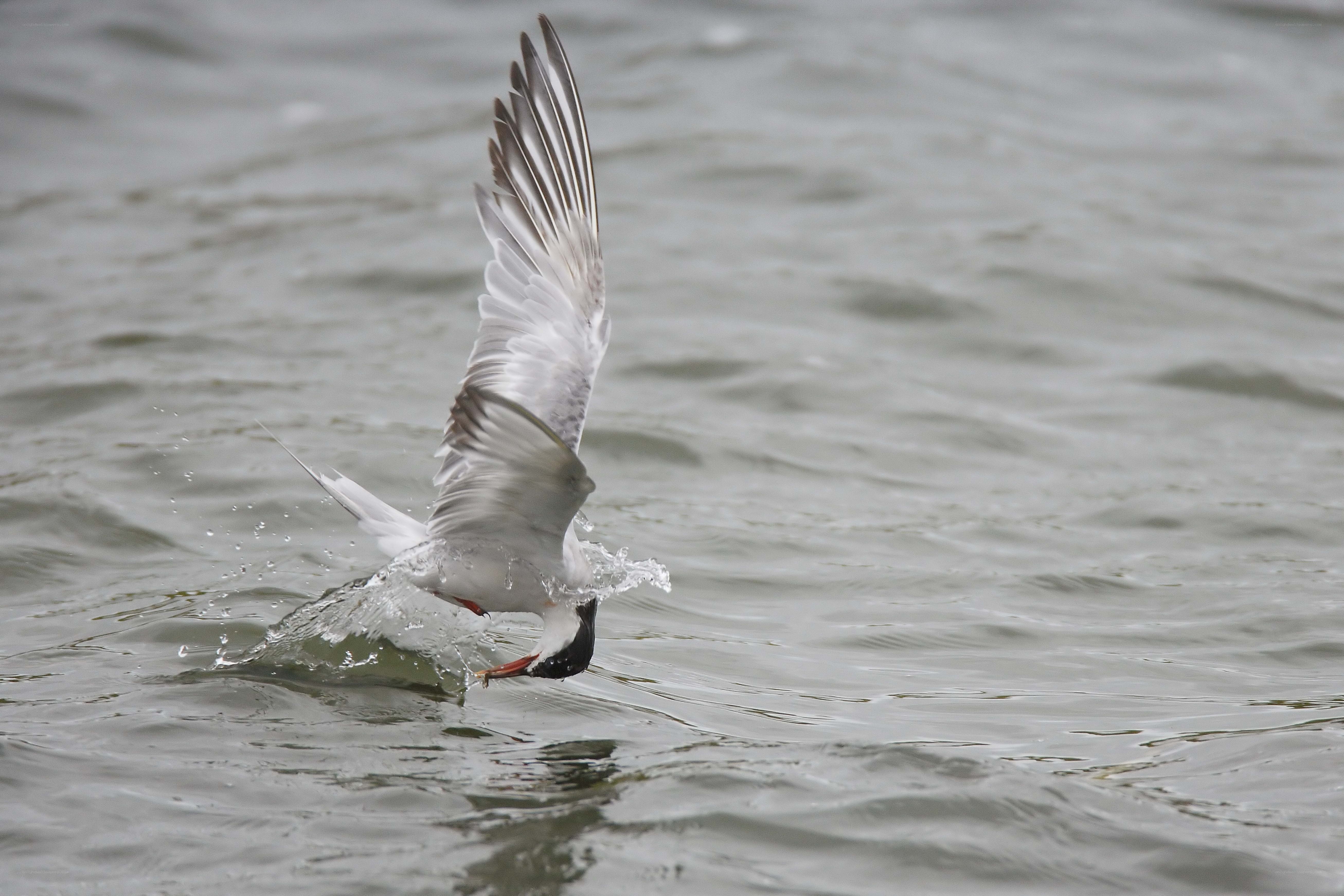 Seagull catching fish