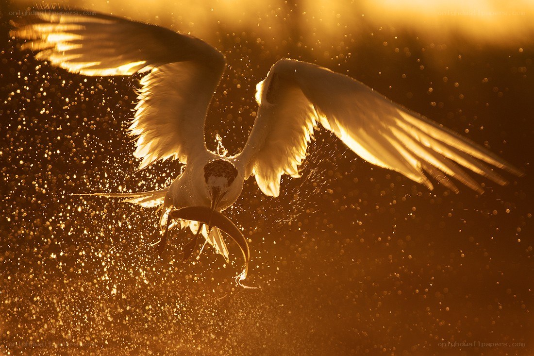 Seagull catching fish at sunset