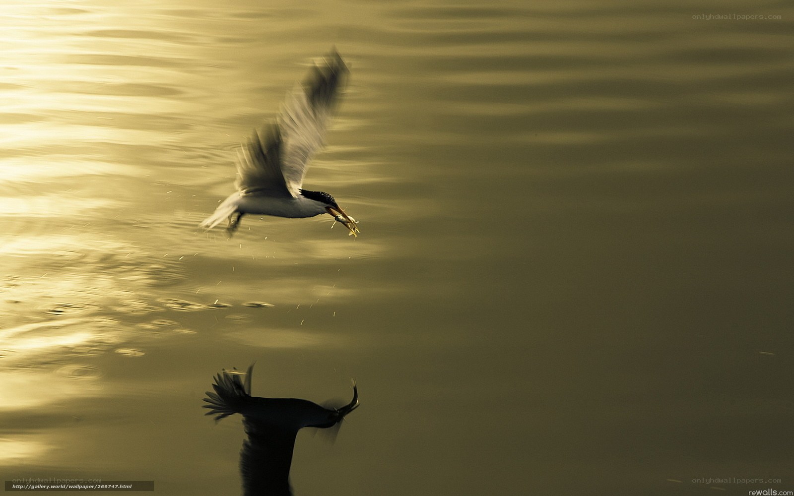 Seagull catching fish at sunset