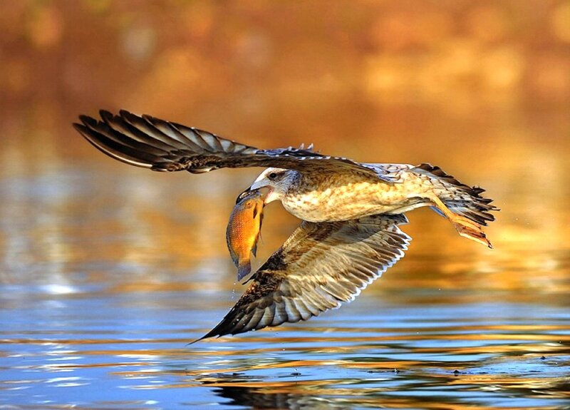 Seagull Catching Fish — Blue