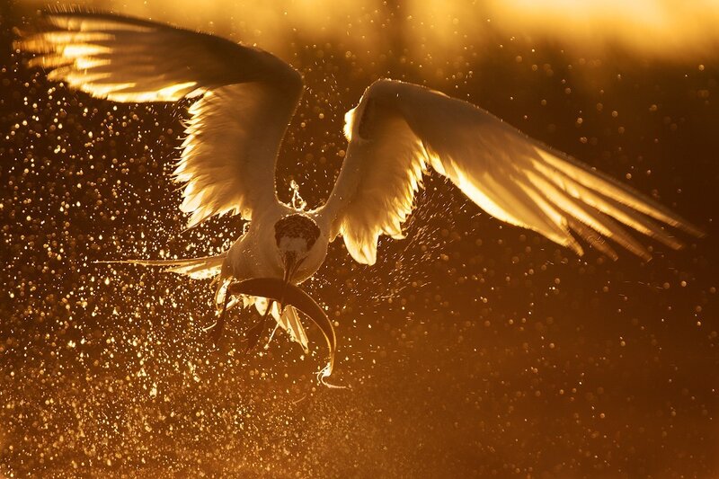 Seagull Catching Fish — Gold, Dramatic