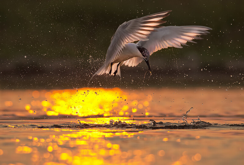 Seagull Catching Fish — Gold