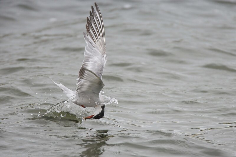 Seagull Catching Fish — Gray