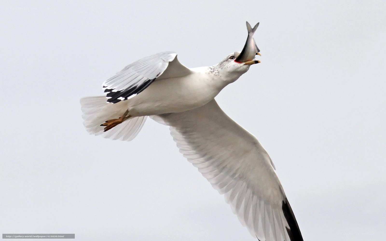 Seagull catching fish in flight