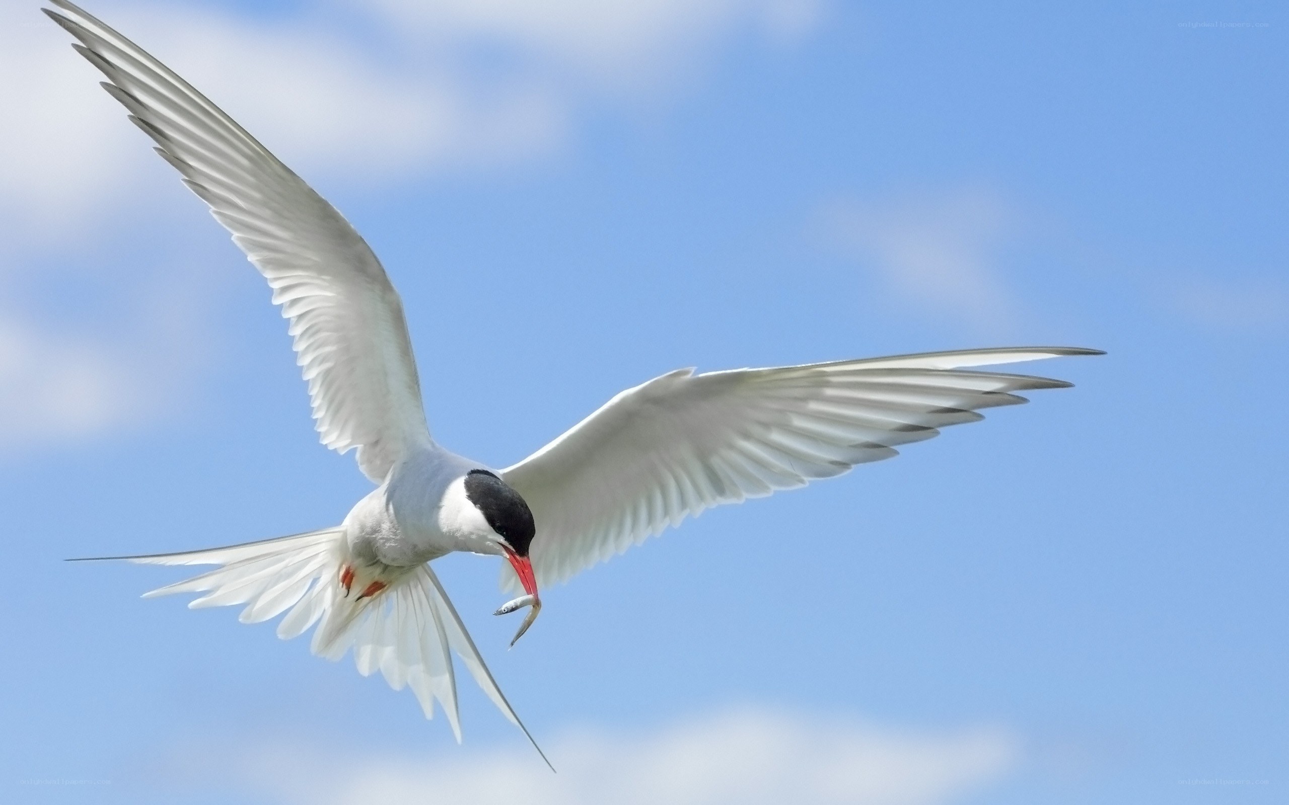 Seagull catching fish in flight