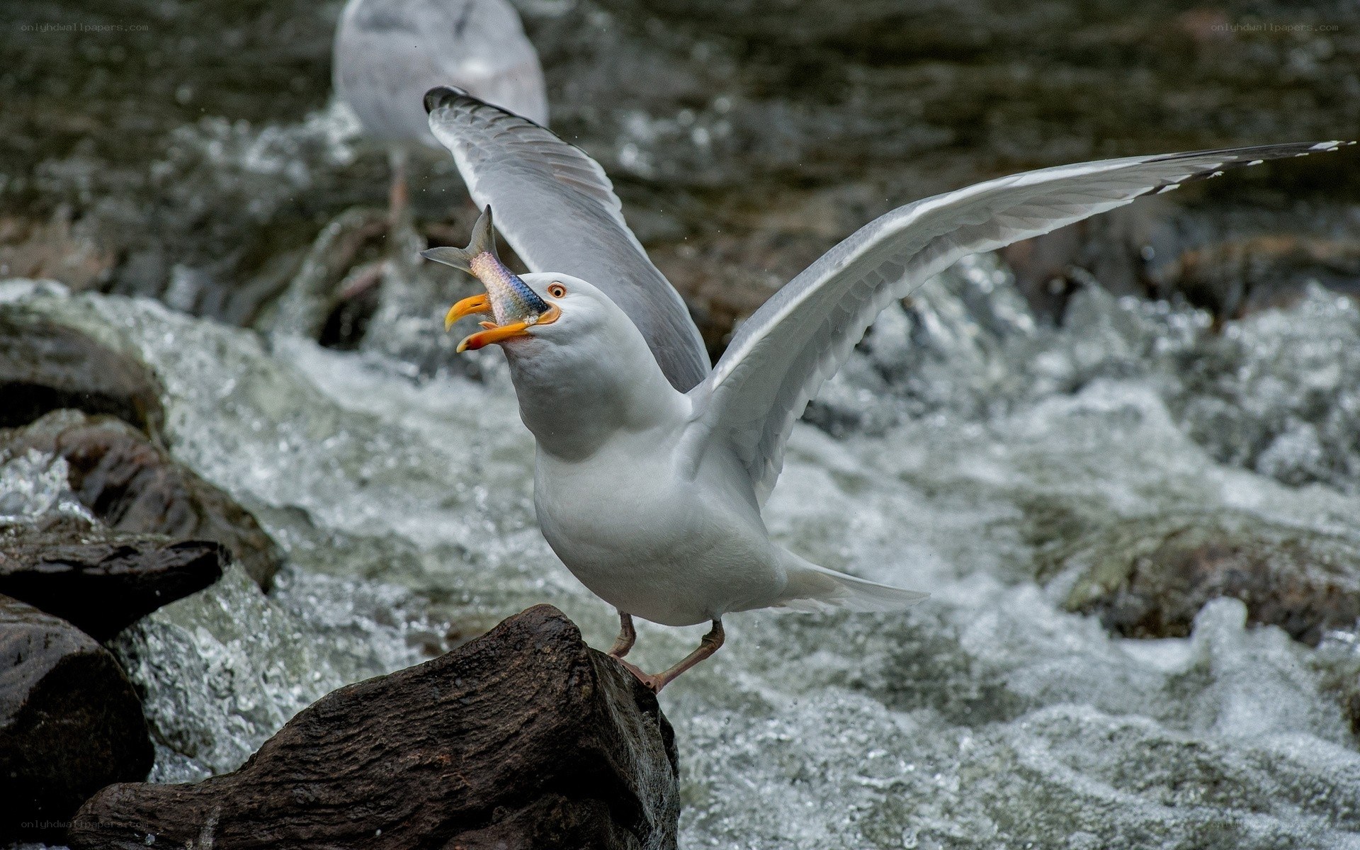 Seagull catching fish in river