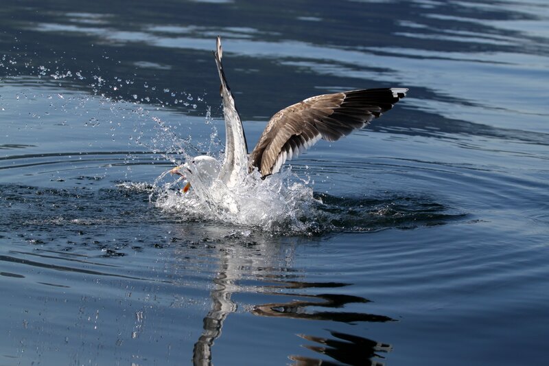 Seagull catching fish in water