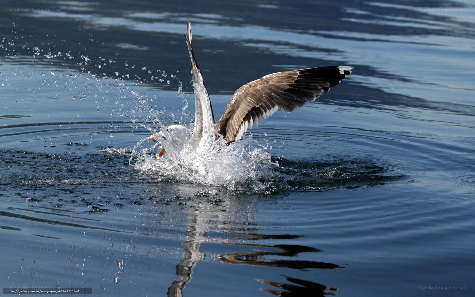 Seagull catching fish in water