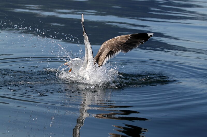 Seagull catching fish