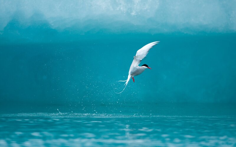 Seagull diving for fish