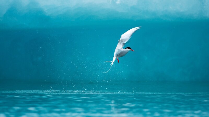 Seagull diving for fish