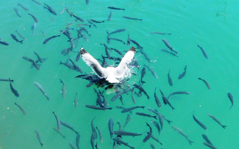 Seagull Diving for Fish — Blue