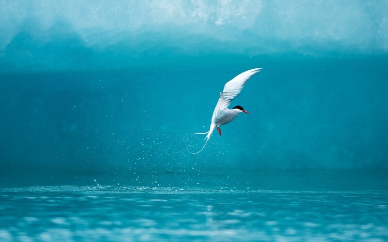 Seagull diving for fish