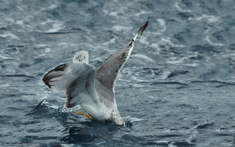 Seagull diving into water