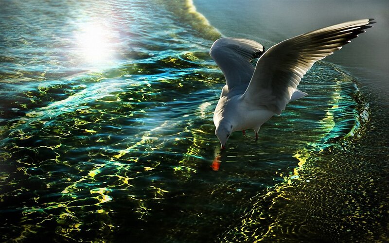 Seagull drinking from water