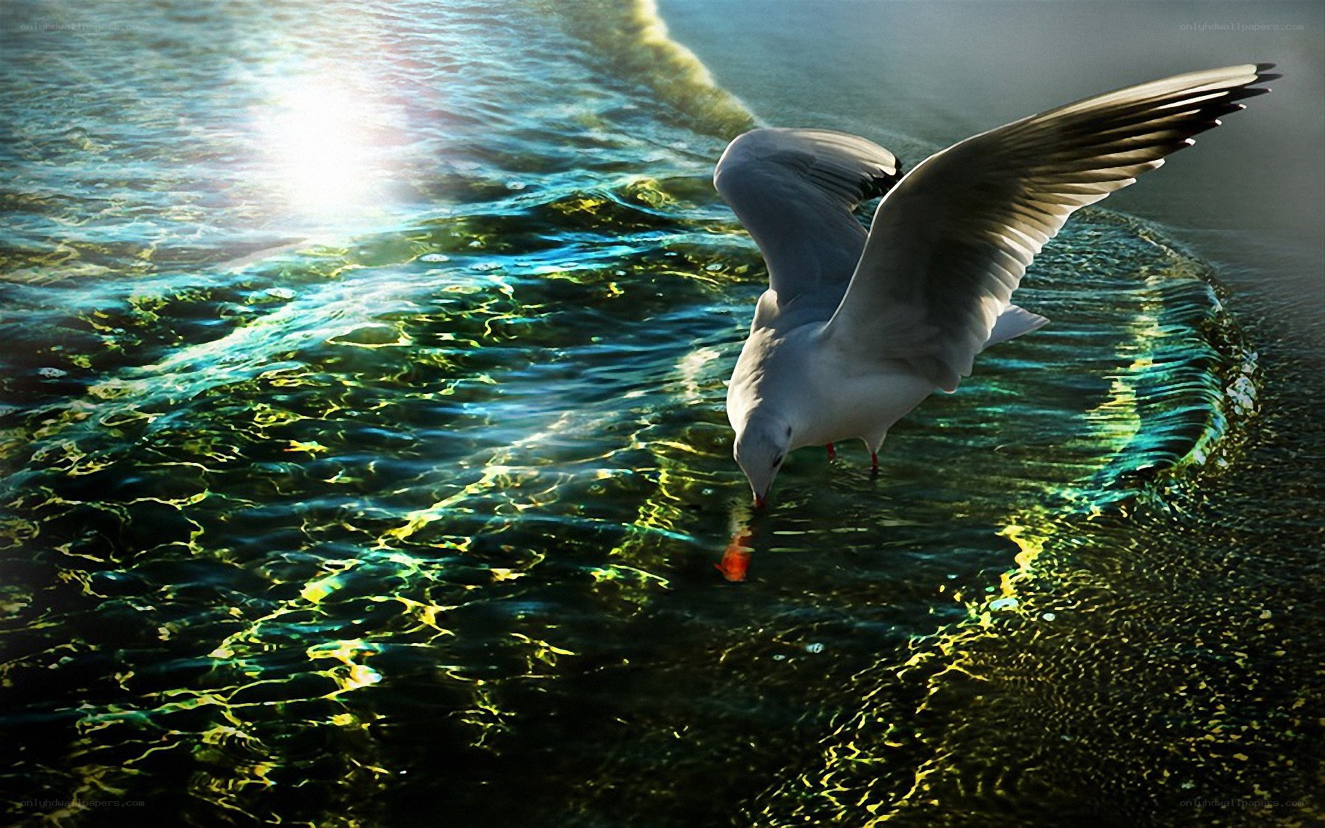 Seagull drinking from water