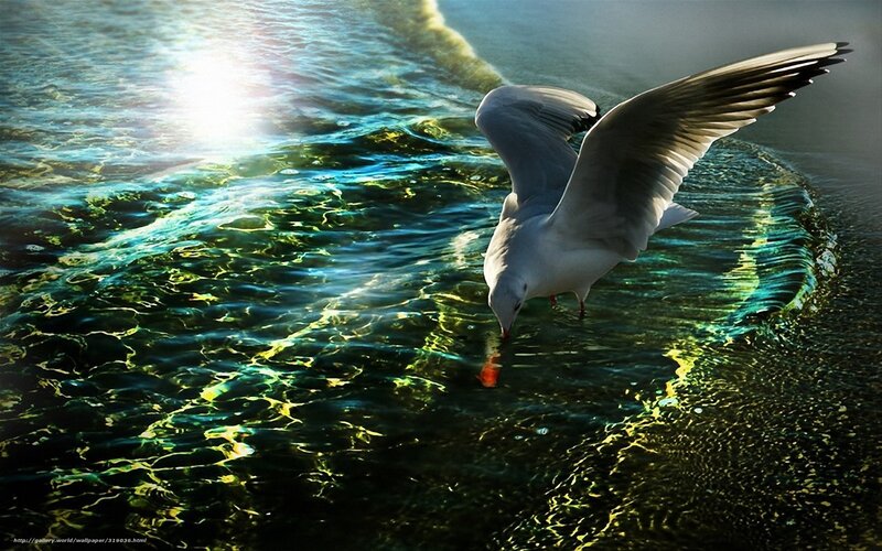 Seagull drinking from water