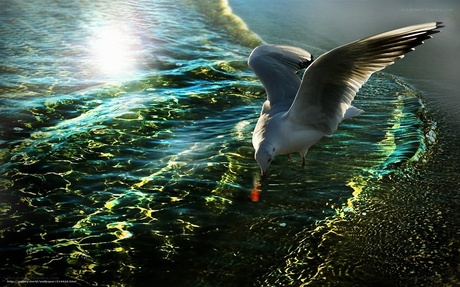 Seagull drinking from water