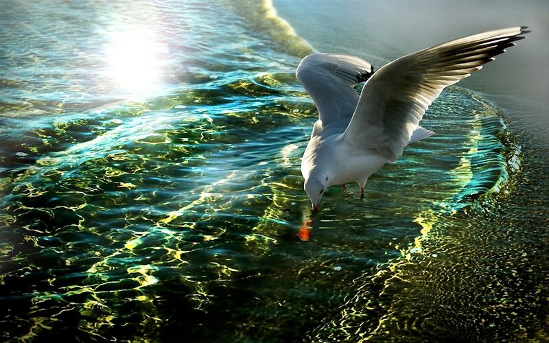 Seagull Drinking Water — Blue, Serene
