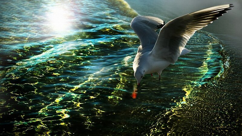Seagull Drinking Water — Blue