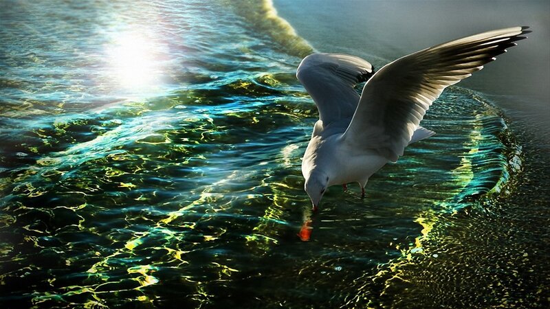 Seagull Drinking Water