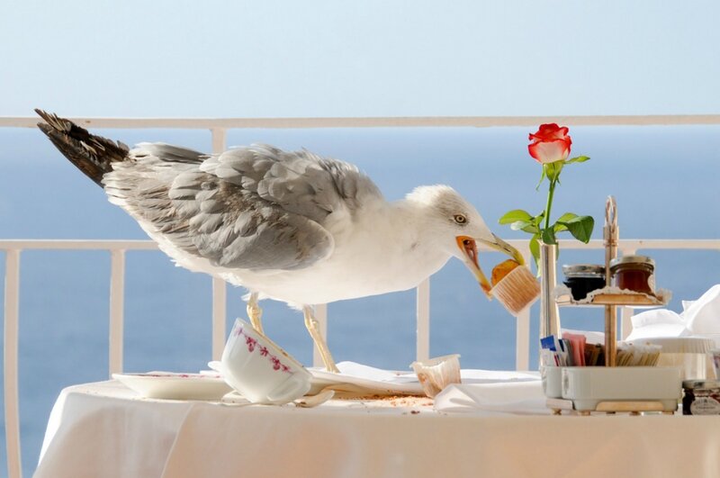 Seagull Eating Pastry