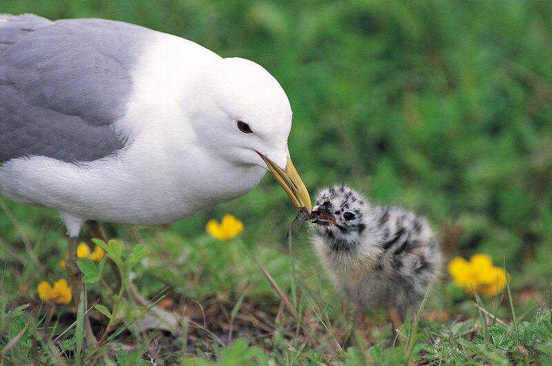 Seagull feeding its chick