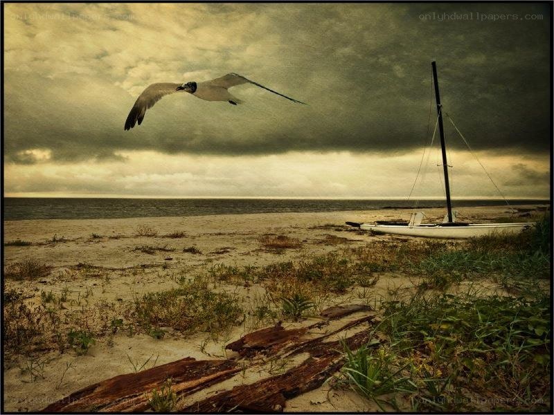 Seagull flies over beach boat