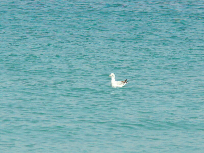 Seagull floating on calm water