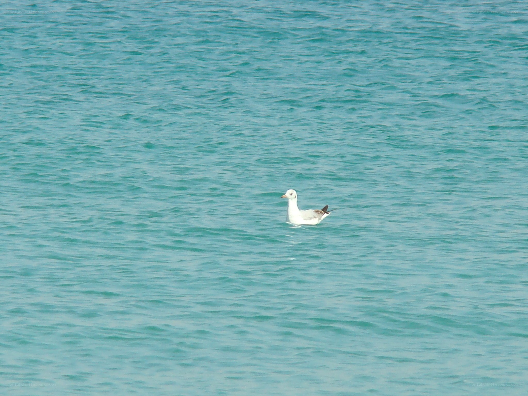 Seagull floating on calm water