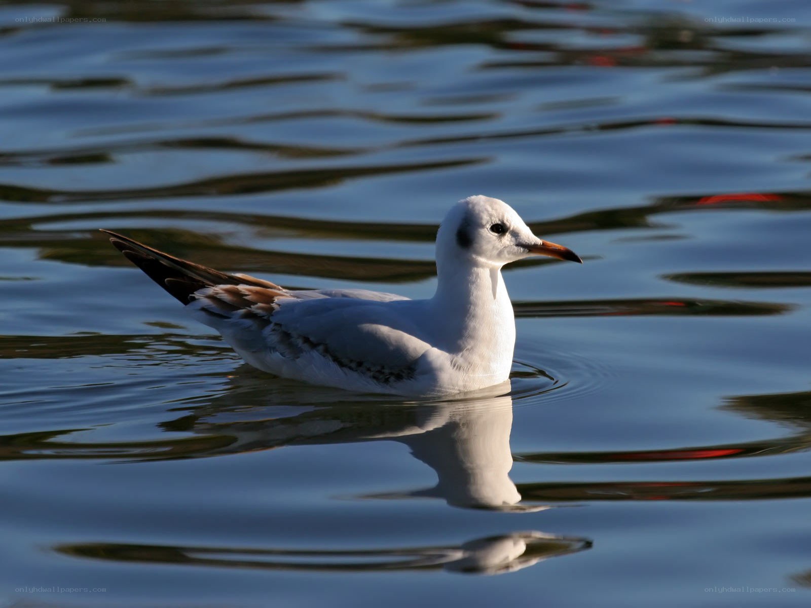 Seagull floating on calm water