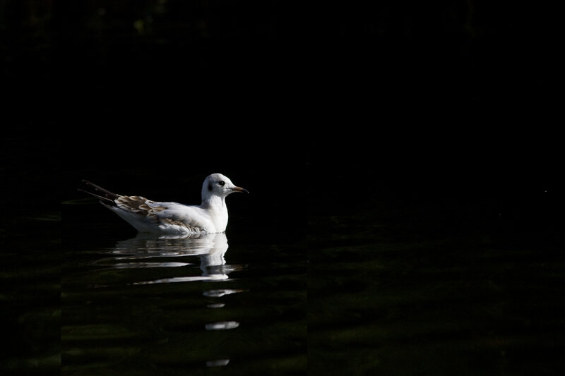 Seagull Floating on Water