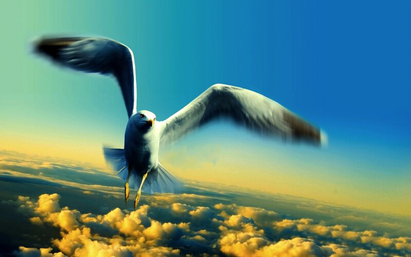 Seagull Flying Above Clouds — Blue, Dramatic