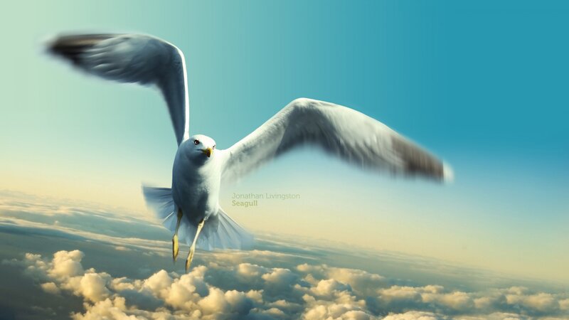 Seagull Flying Above Clouds — Blue, Serene, Morning