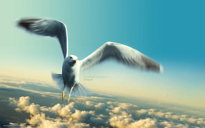 Seagull flying above clouds
