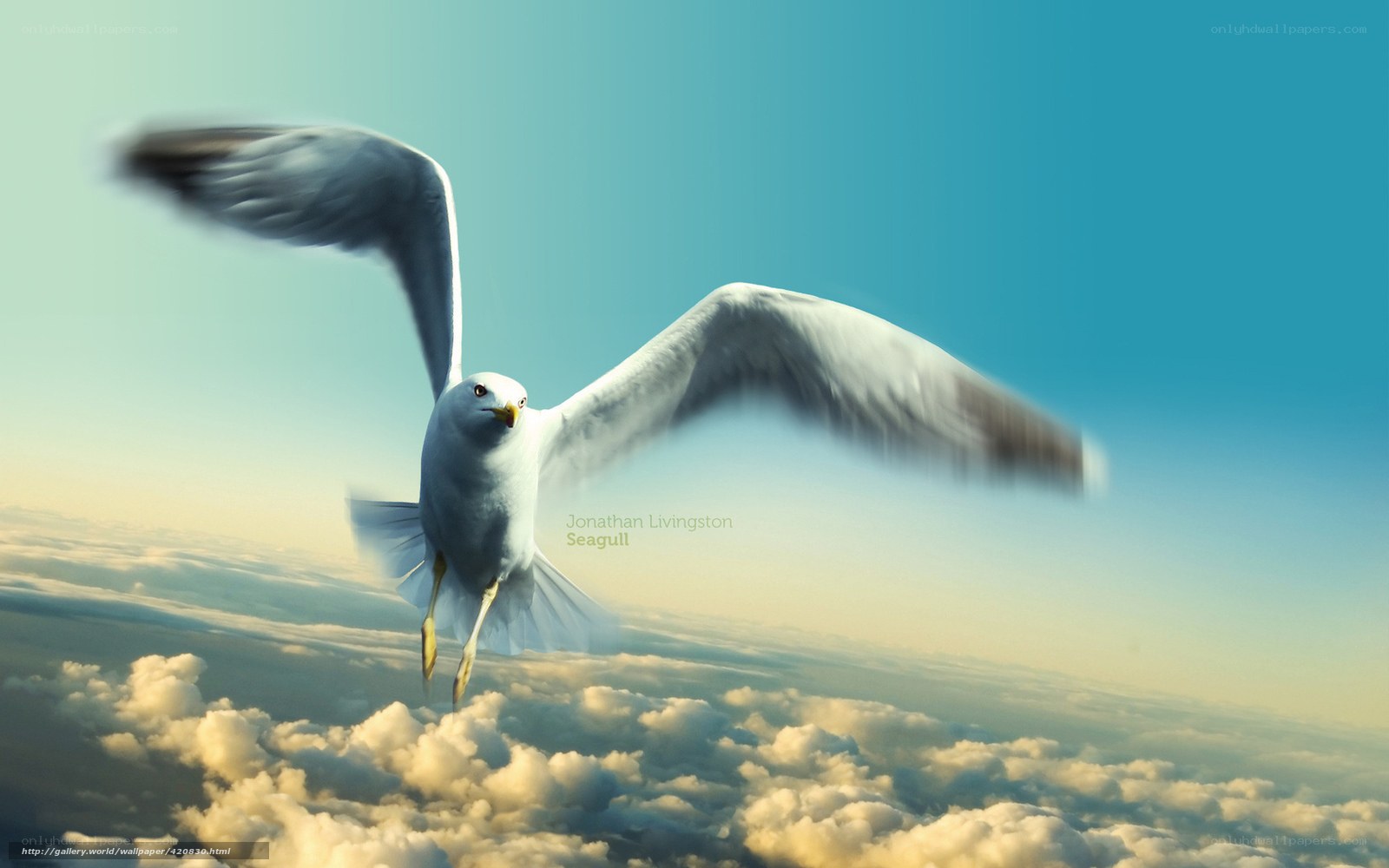 Seagull flying above clouds
