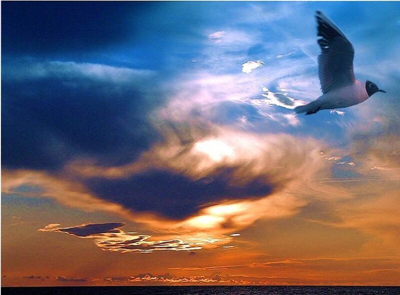 Seagull flying at sunset