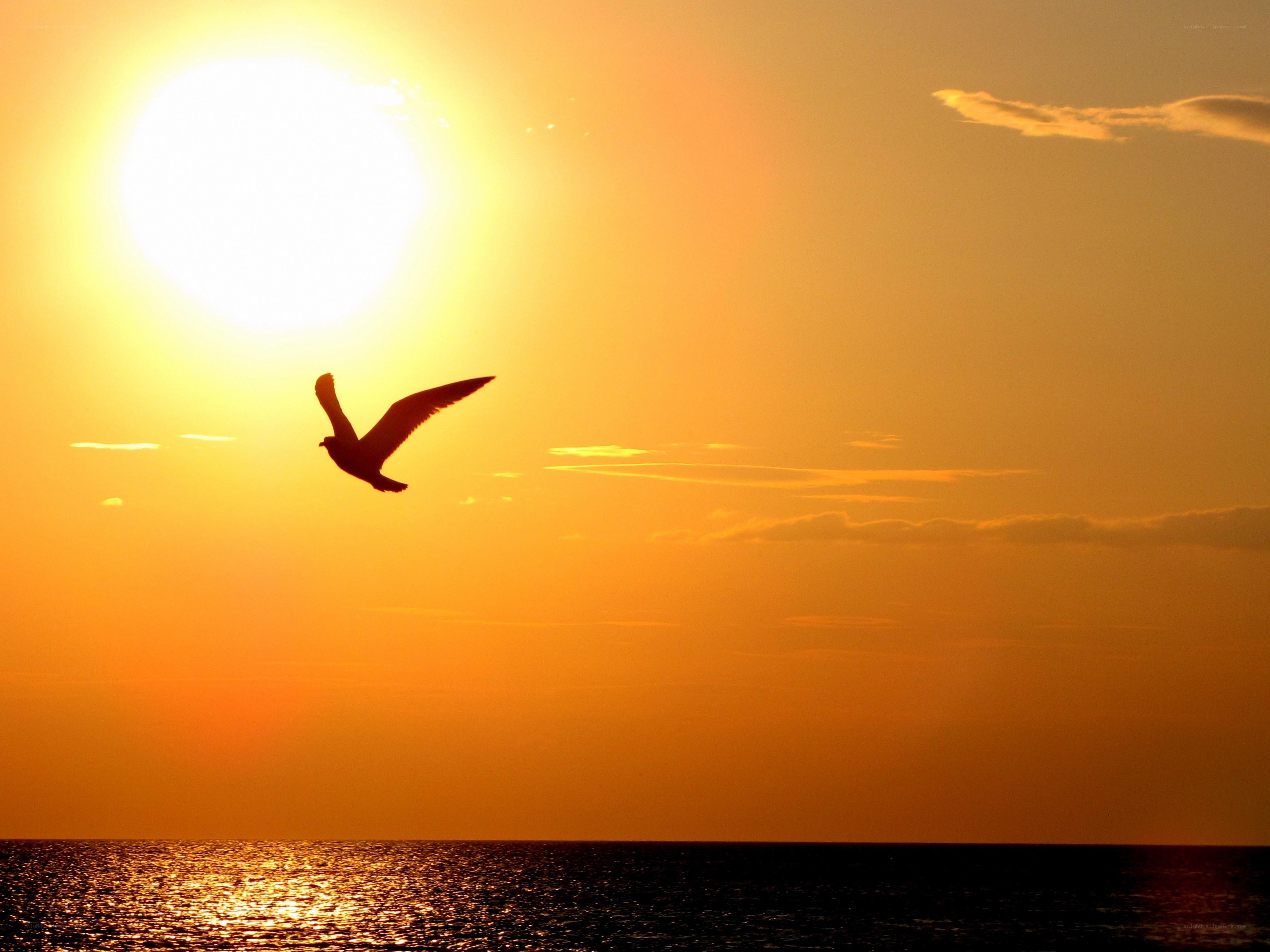 Seagull flying at sunset