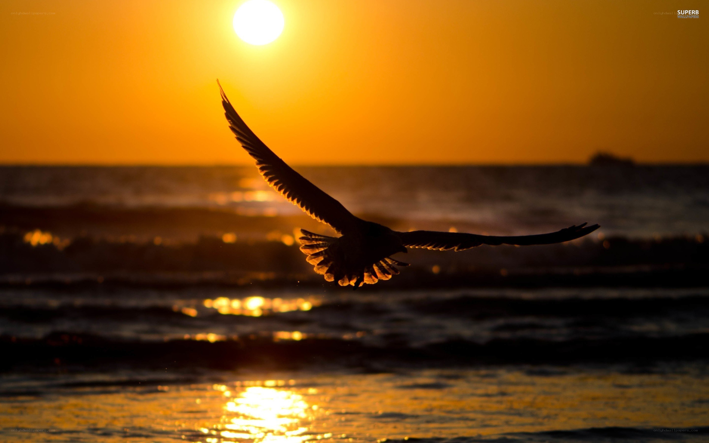 Seagull flying at sunset