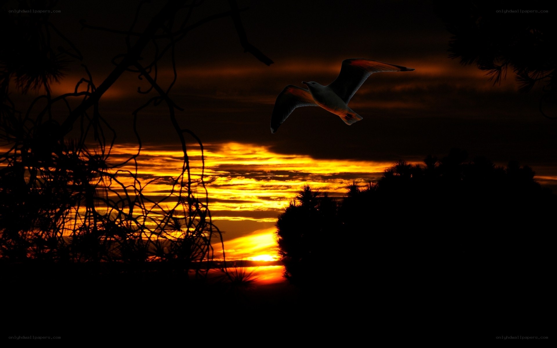 Seagull flying at sunset