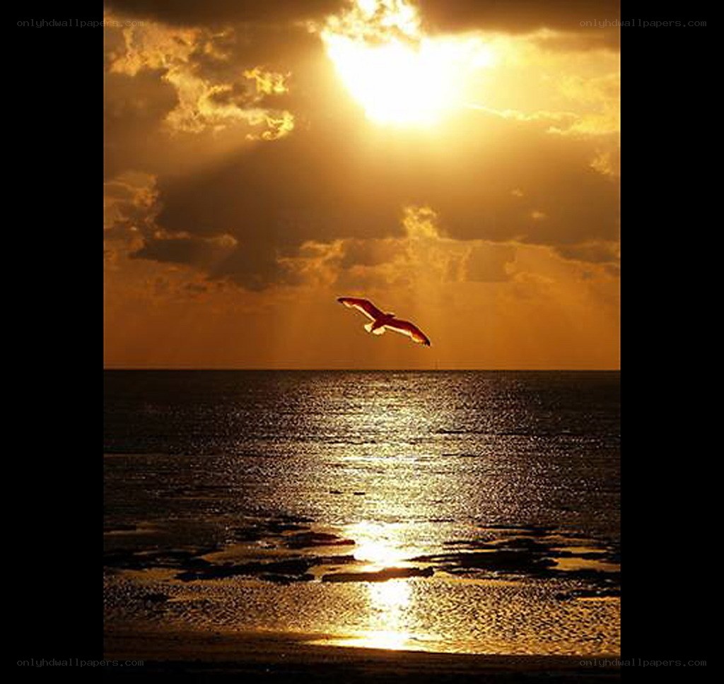 Seagull flying at sunset