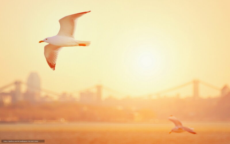 Seagull Flying at Sunset — Orange, Serene, Photograph, City Skyline