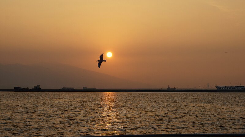 Seagull Flying at Sunset — Orange, Serene, Photograph