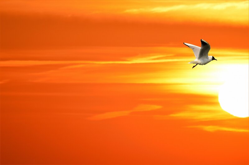 Seagull Flying at Sunset — Orange, Serene