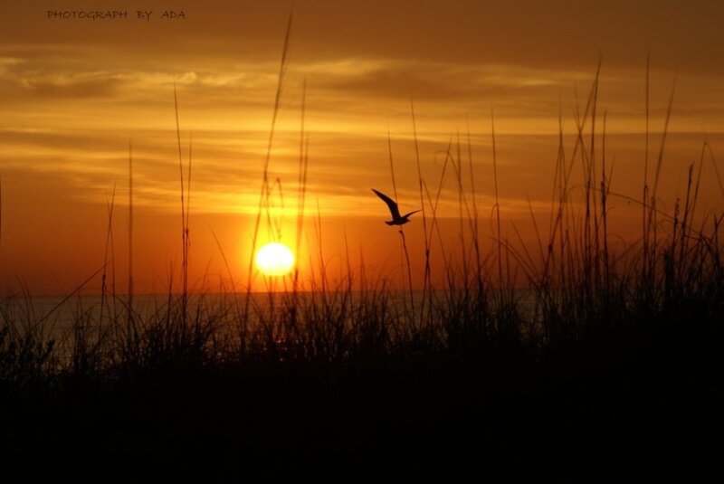 Seagull Flying at Sunset — Orange