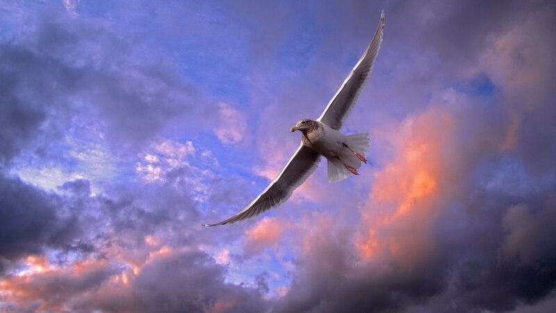Seagull flying at sunset