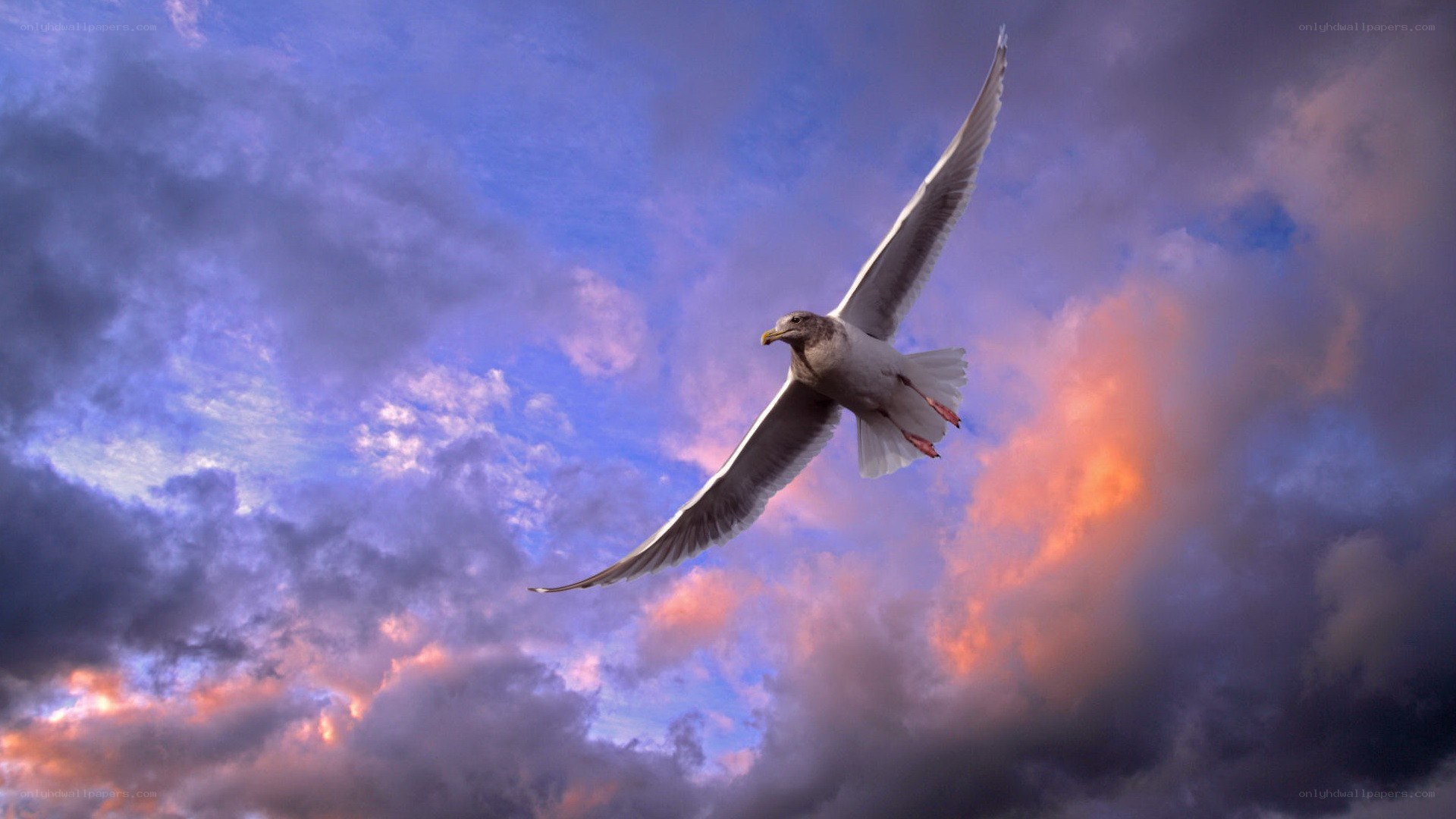 Seagull flying at sunset